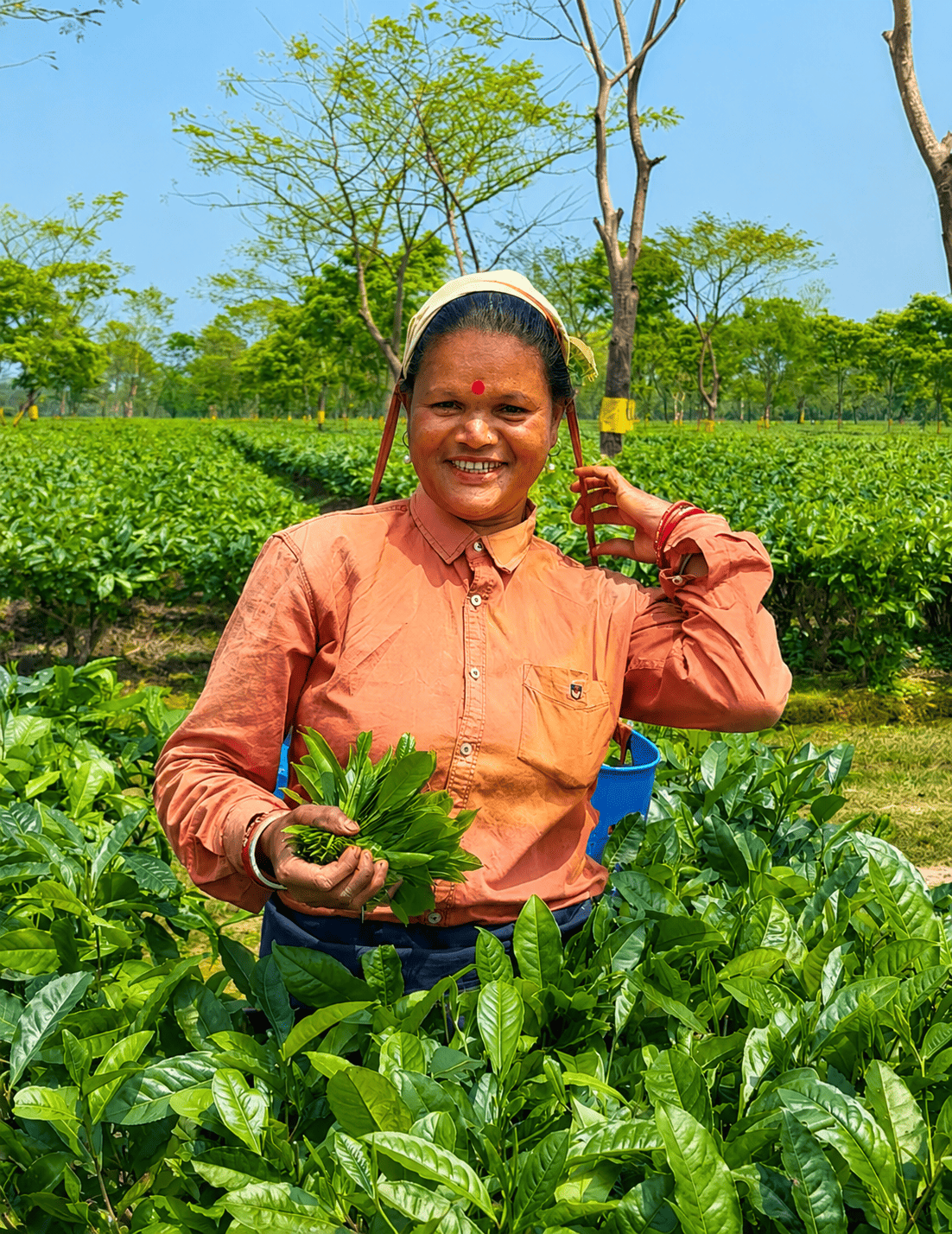 Sundarpur Tea Garden — Assam